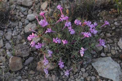 clustered sage (Salvia whitehousei)
