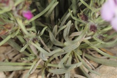 Salvia whitehousei
