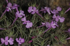 Salvia whitehousei