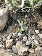 Salvia whitehousei