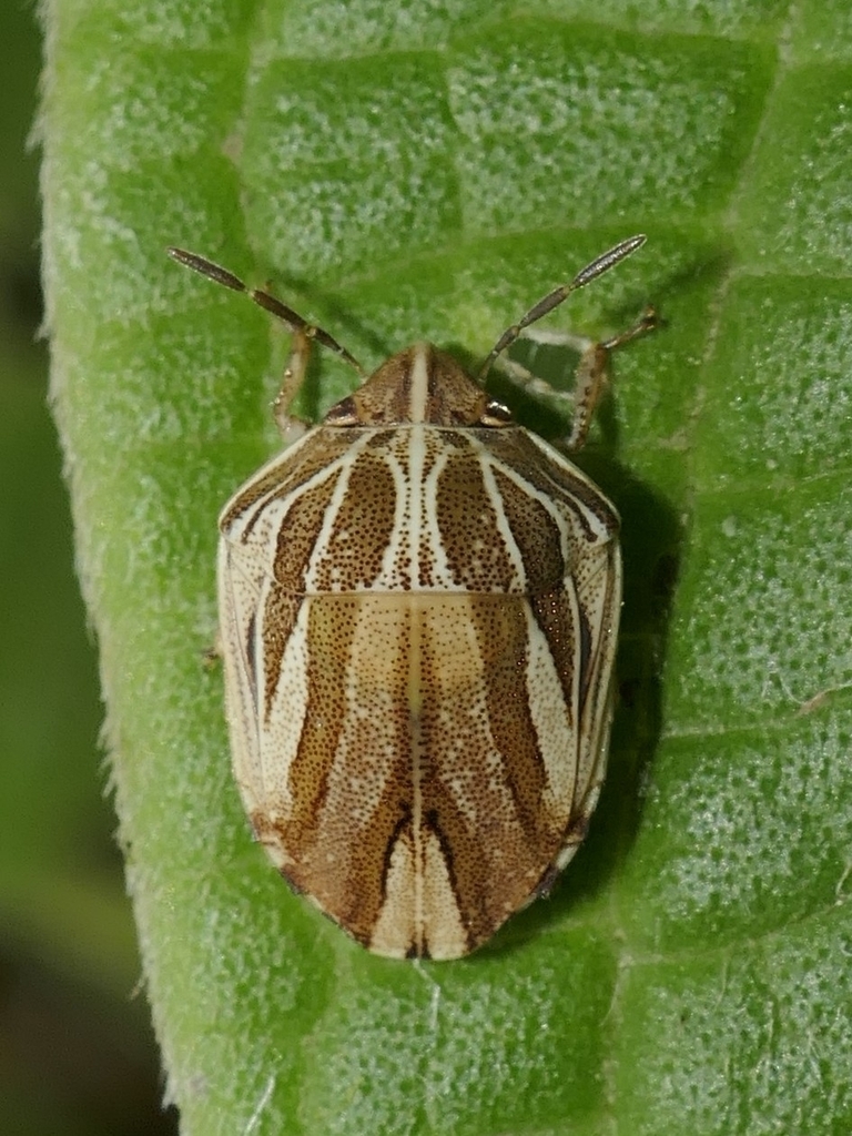 Symphylus ramivitta