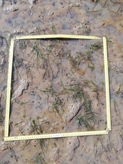 Zostera muelleri