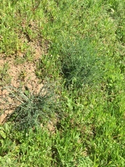 Astragalus congdonii