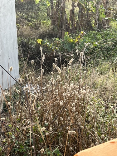 Foto de Crista-de-galo
