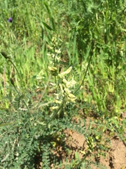 Astragalus congdonii