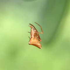 Neospintharus trigonum