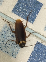 Periplaneta americana