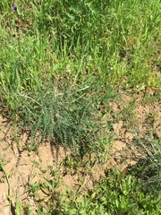 Astragalus congdonii