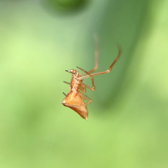 Neospintharus trigonum