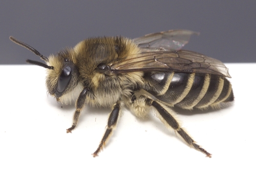 Common Eastern Plasterer Bee