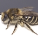 Colletes inaequalis - Photo (c) Scott King, some rights reserved (CC BY-NC)