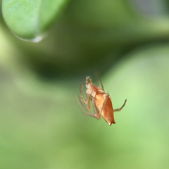 Neospintharus trigonum