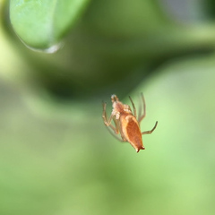 Neospintharus trigonum