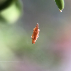 Neospintharus trigonum