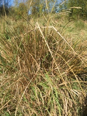 Carex flagellifera