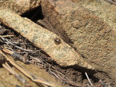 Habronattus altanus