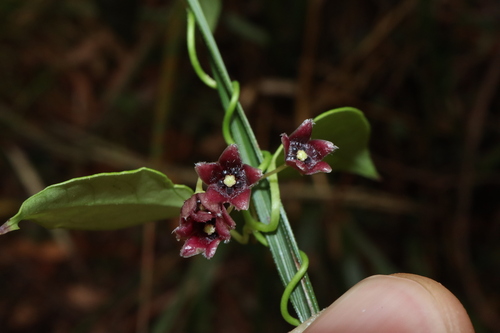 Image of Vincetoxicum barbatum by (c) Thomas Mesaglio, some rights reserved (CC BY)