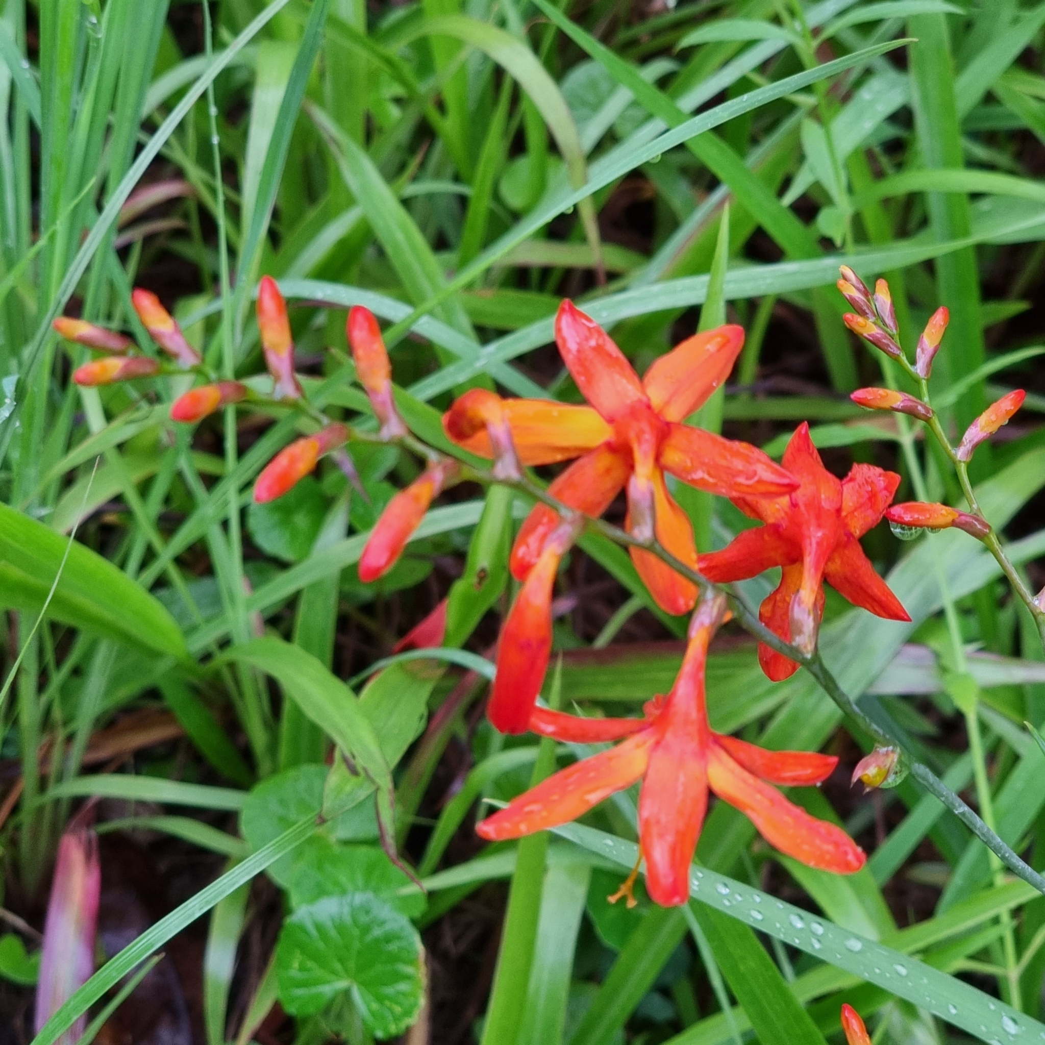Imagem de Montbretia
