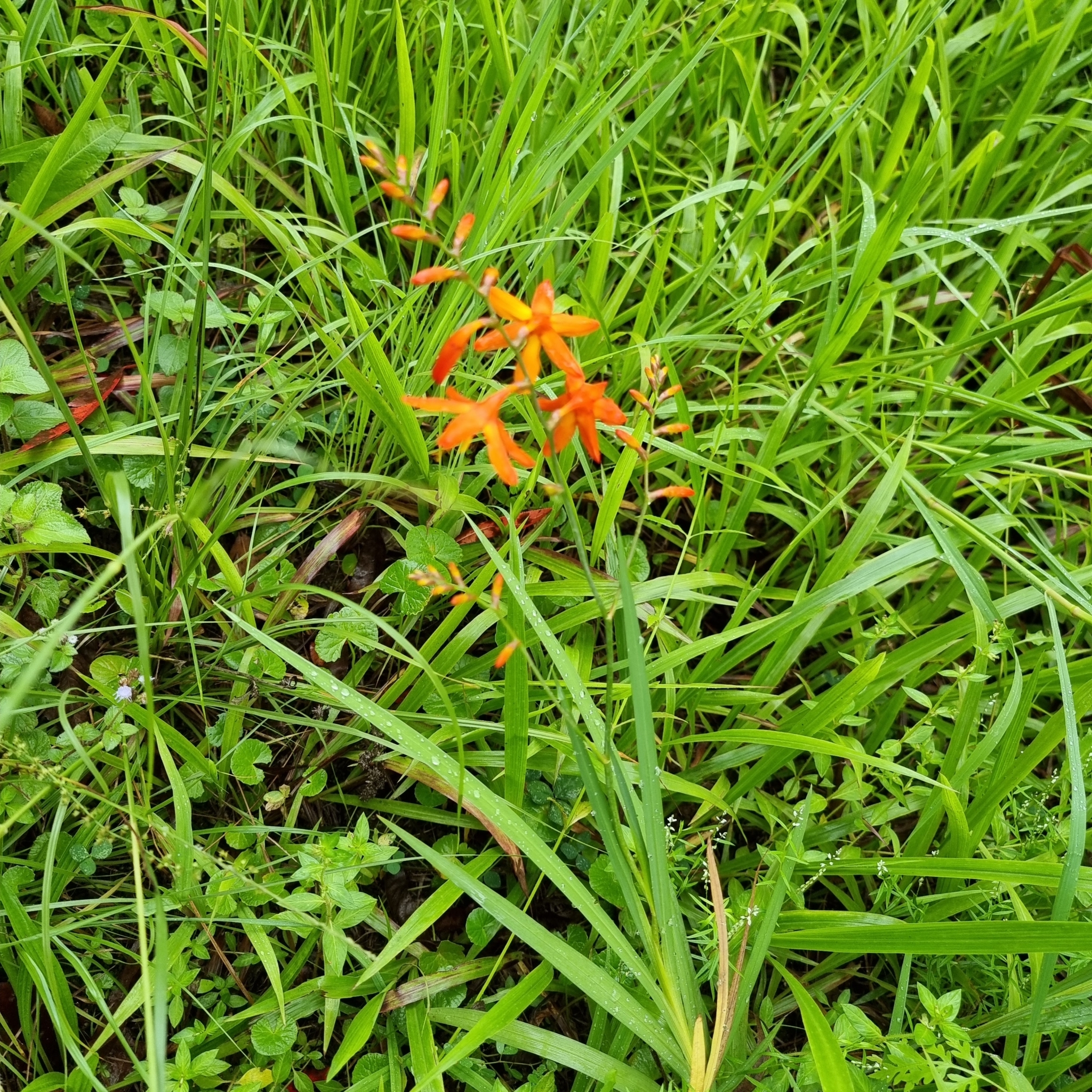 Imagem de Montbretia