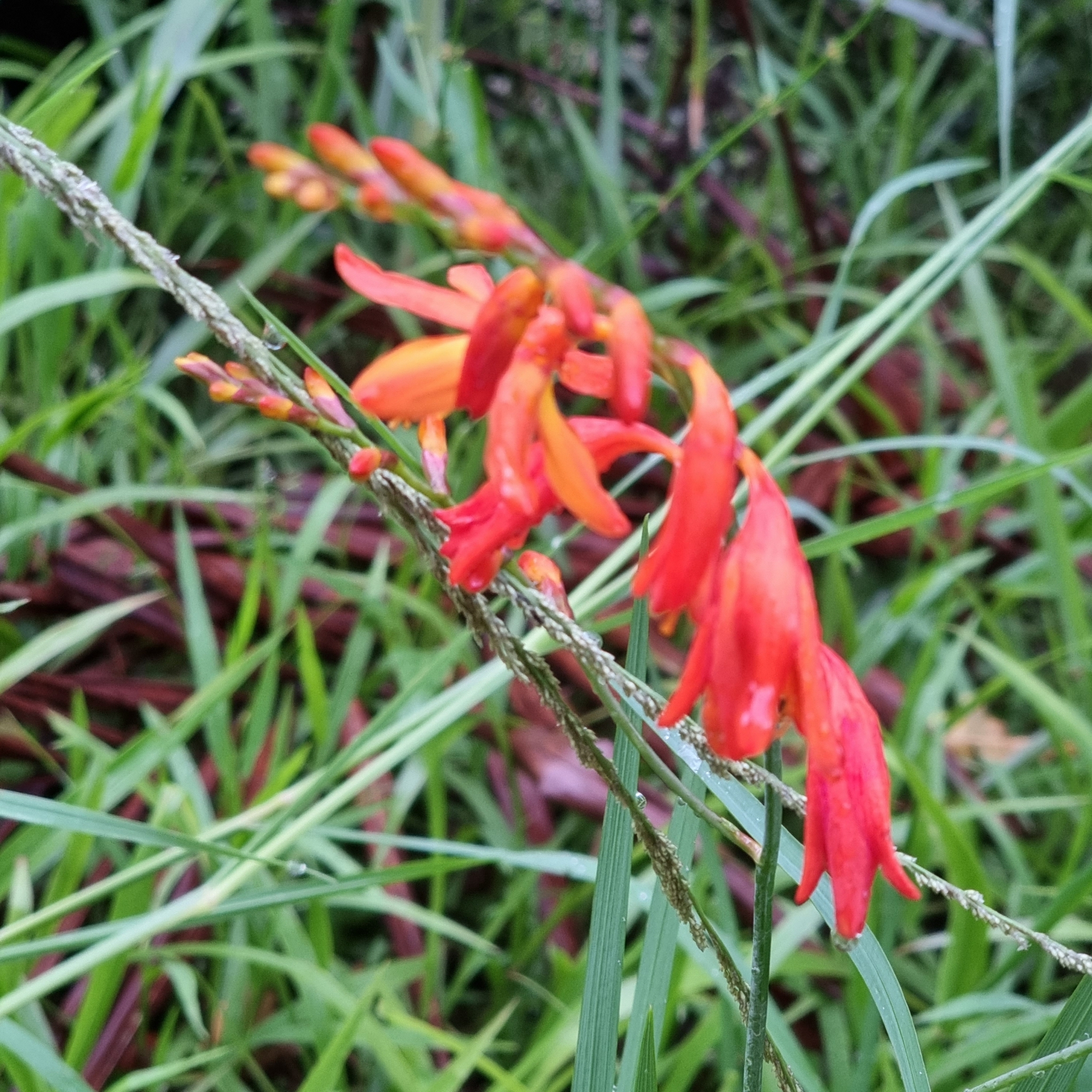 Imagem de Montbretia