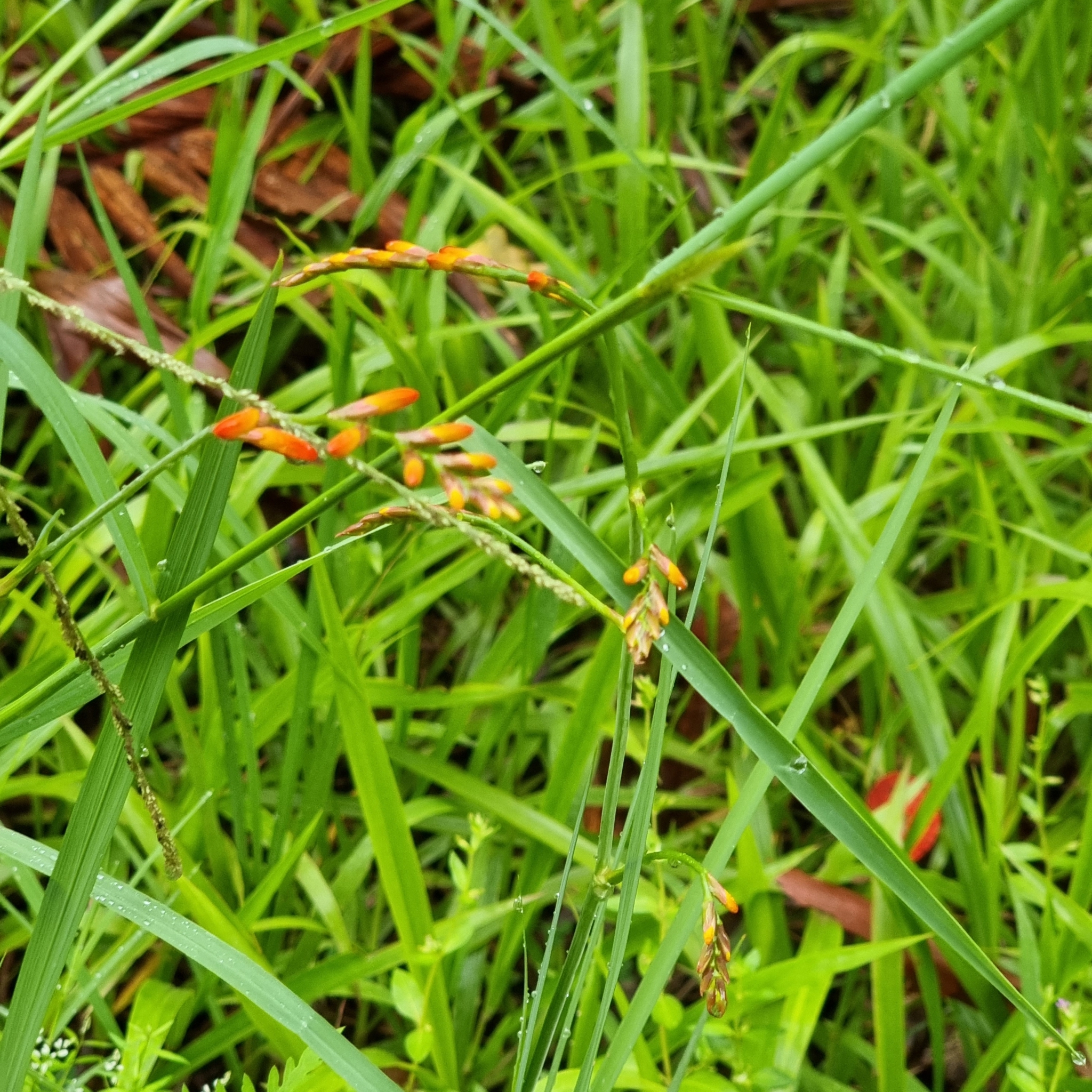 Imagem de Montbretia