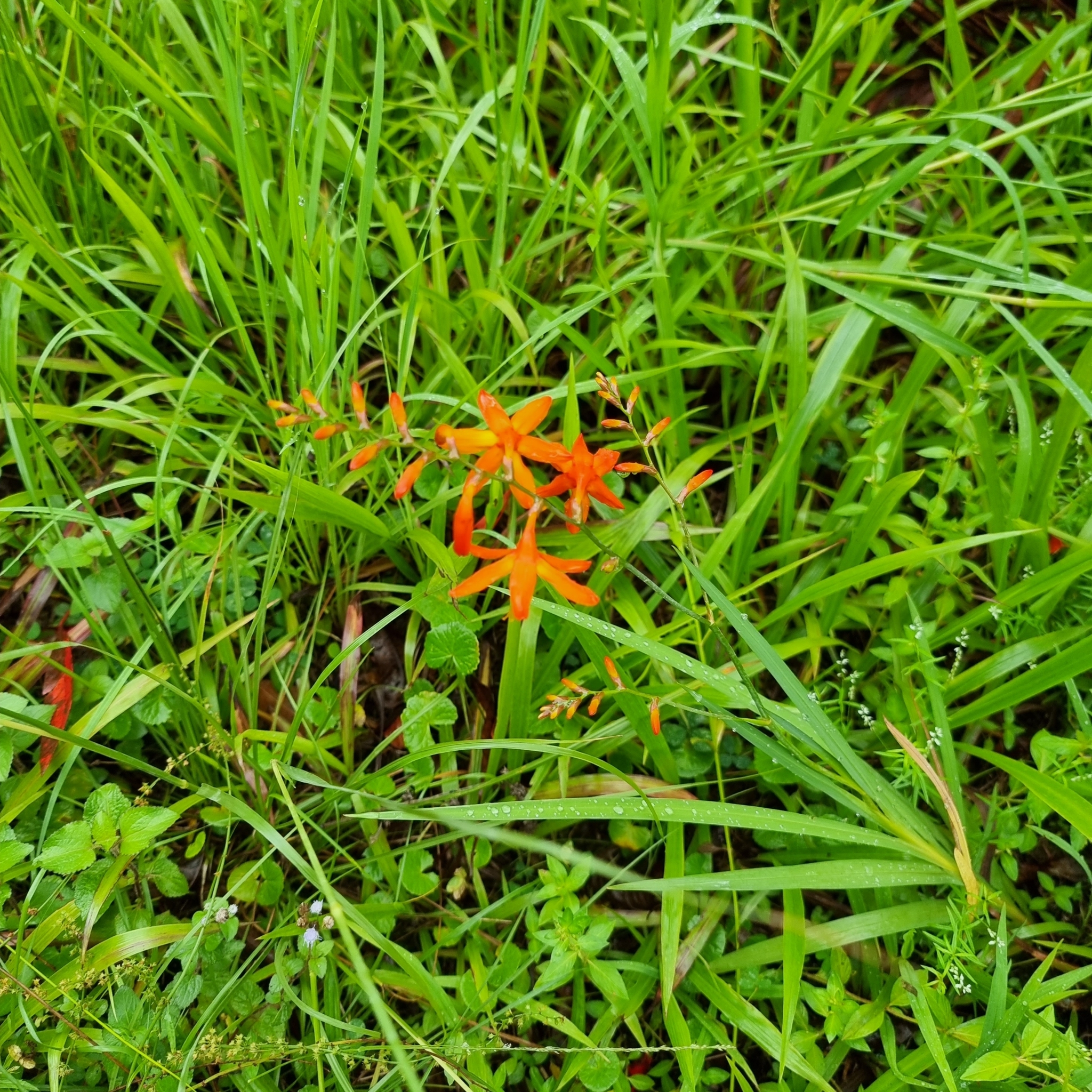 Imagem de Montbretia