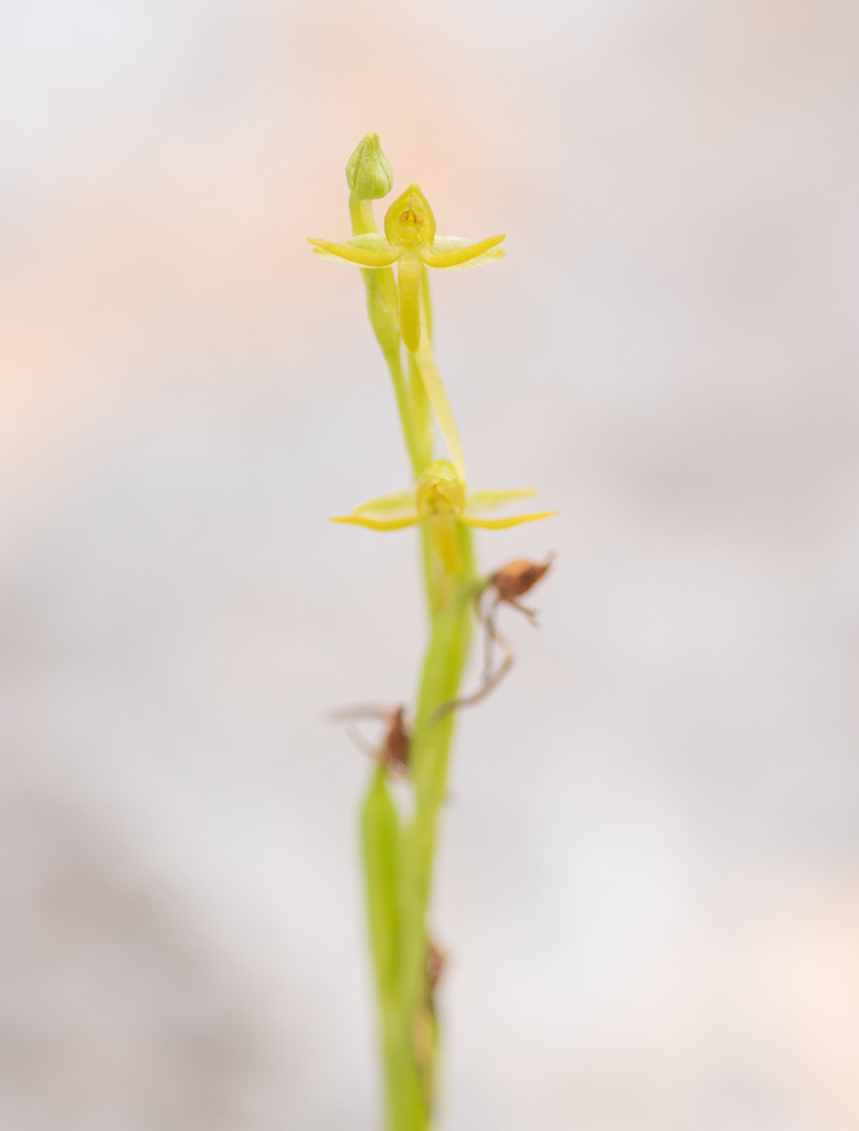 Habenaria socotrana