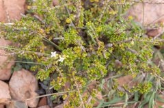 Dirichletia virgata (Dirichletia virgata)