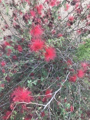 Calliandra californica