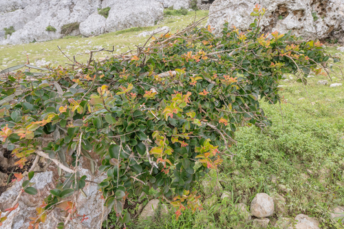 Pomegranate tree (Punica protopunica)