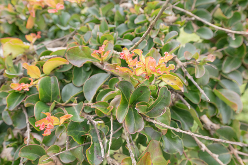 Punica protopunica, photograph 6
