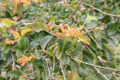 Punica protopunica, photograph (c) Morten Ross, some rights reserved (CC BY)