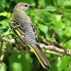 Black Cuckooshrike photo 4
