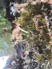 Cladonia transcendens