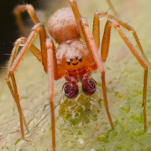 Helophora reducta