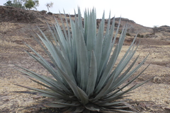 Agave applanata