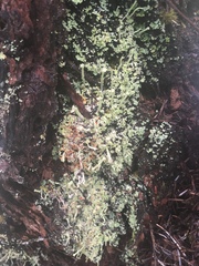 Cladonia transcendens