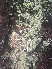 Cladonia transcendens