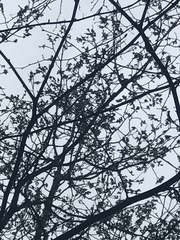 Poecile atricapillus