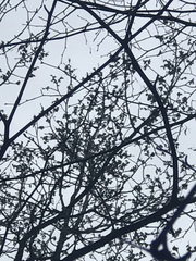 Poecile atricapillus