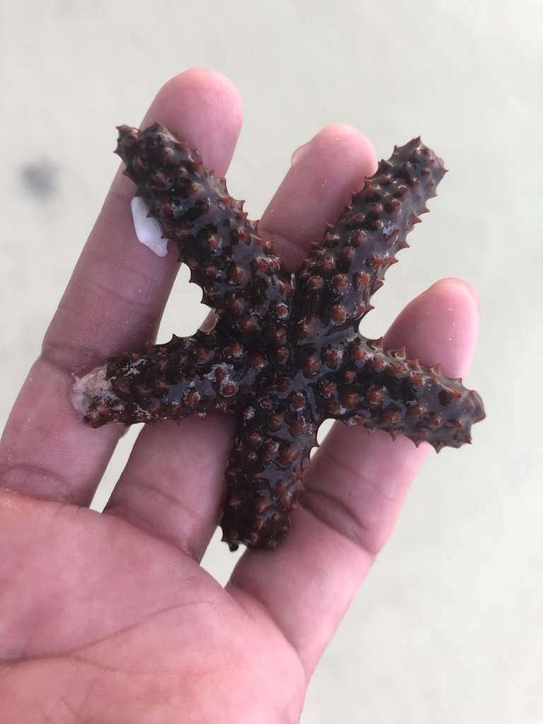 Echinaster guyanensis