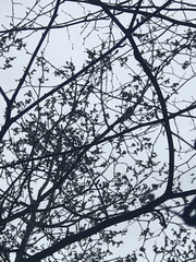 Poecile atricapillus