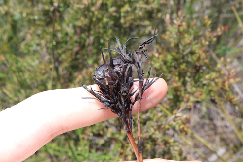 Haemodorum corymbosum (Haemodorum corymbosum)
