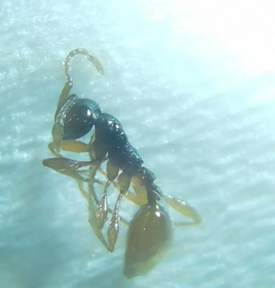 Aenictus formosensis