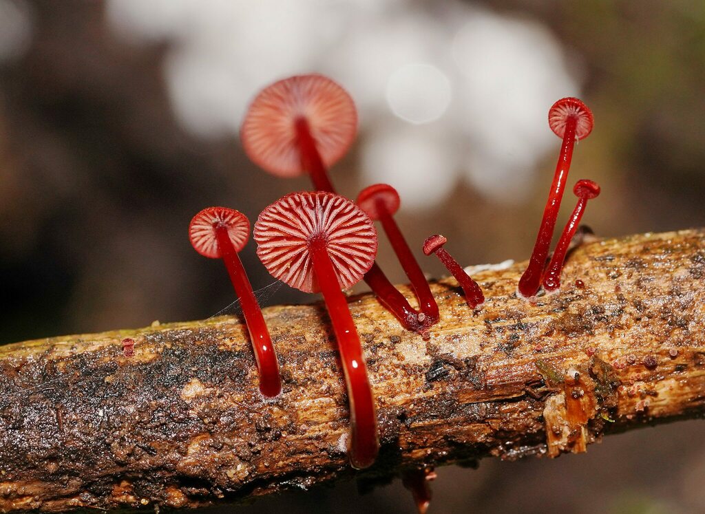 Ruby Bonnot ruby bonnet from Olinda VIC 3788, Australia on December 30, 2023 at 10: ...