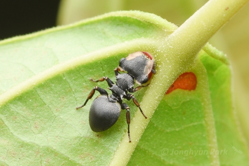 Cephalotes inaequalisCephalotes inaequalis