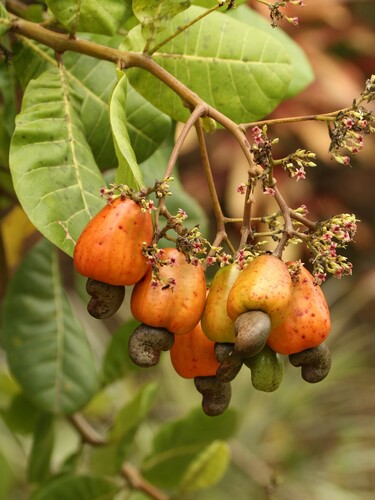 Anacardium occidentale - Whole tree
