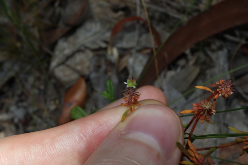 Image of Heath-leaved Poranthera by (c) Thomas Mesaglio, some rights reserved (CC BY)