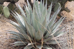 Agave applanata
