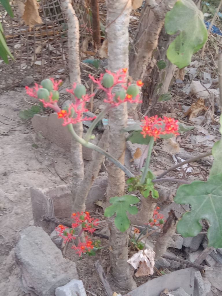 Foto de Barrigudinha